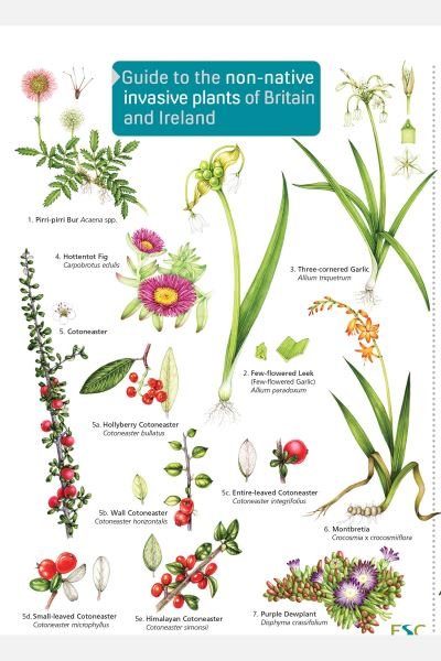 Cover for Rebecca Farley-Brown · Guide to the non-native invasive plants of Britain and Ireland (Paperback Book) (2019)