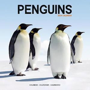 Cover for Penguins Calendar 2024  Square Animal Wall Calendar - 16 Month (Kalender) (2023)