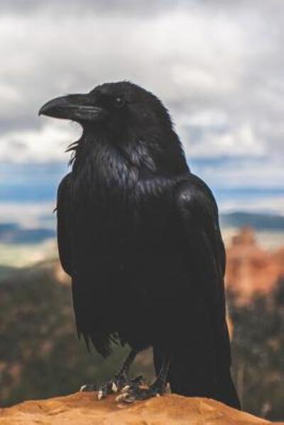 Call of the Crow - Pagan Essentials - Livros - Independently Published - 9781090766502 - 17 de março de 2019