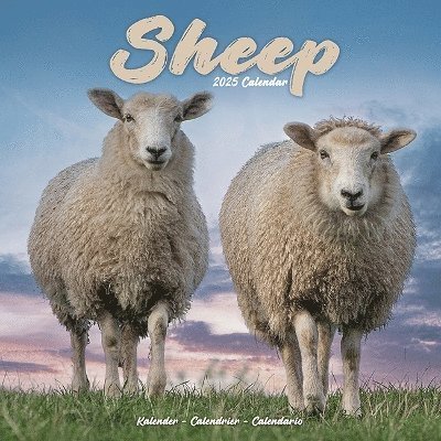 Cover for Sheep Calendar 2025 Square Farm Animal Wall Calendar - 16 Month (Kalender) (2024)