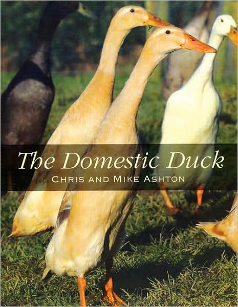 Cover for Ashton, Chris and Mike · The Domestic Duck (Paperback Book) (2008)