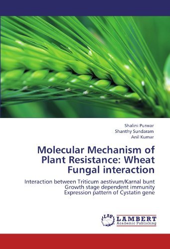 Cover for Anil Kumar · Molecular Mechanism of Plant Resistance: Wheat Fungal Interaction: Interaction Between Triticum Aestivum / Karnal Bunt  Growth Stage Dependent Immunity  Expression Pattern of Cystatin Gene (Paperback Book) (2011)