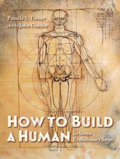 Cover for Pamela S. Turner · How to Build a Human (Inbunden Bok) (2022)