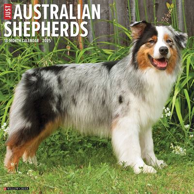 Willow Creek Press · Just Australian Shepherds 2025 12 X 12 Wall Calendar (Calendar) (2024)