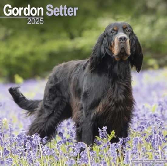 Cover for Gordon Setter Calendar 2025  Square Dog Breed Wall Calendar - 16 Month (Calendar) (2024)