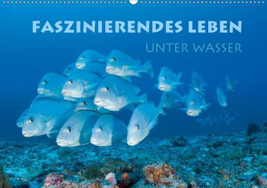 Cover for Peyer · Faszinierendes Leben unter Wasser (Book)