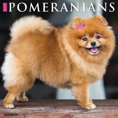 Just Pomeranians 2025 12 X 12 Wall Calendar - Willow Creek Press - Merchandise - Willow Creek Press Calendars - 9781549244506 - September 10, 2024