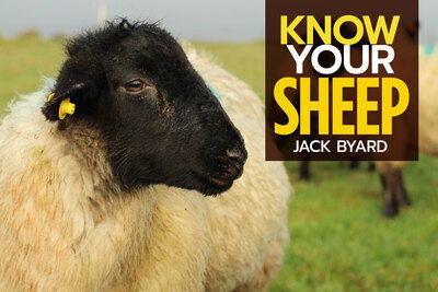 Cover for Jack Byard · Know Your Sheep (Pocketbok) (2019)