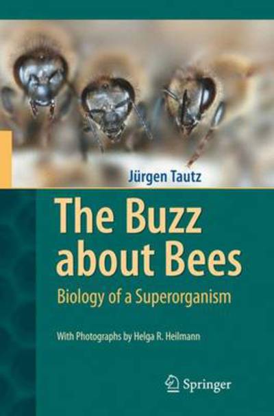 Cover for Jurgen Tautz · The Buzz about Bees: Biology of a Superorganism (Paperback Book) [Softcover reprint of hardcover 1st ed. 2008 edition] (2010)