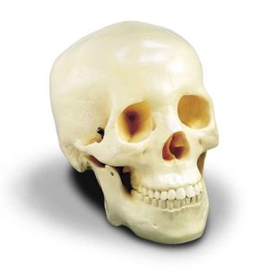 Budget Two-piece Skull 000000chs2 - Anatomical Chart Company - Livres -  - 5060094800509 - 