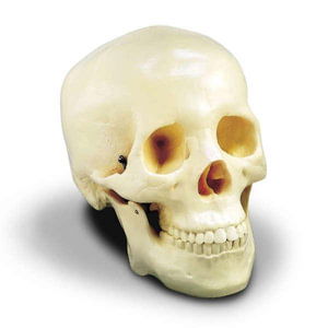 Cover for Anatomical Chart Company · Budget Two-piece Skull 000000chs2 (Gebundenes Buch)