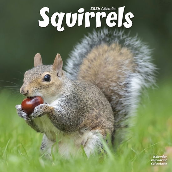 Cover for Squirrels Calendar 2026  Square Animal Wall Calendar - 16 Month (Calendar) (2025)