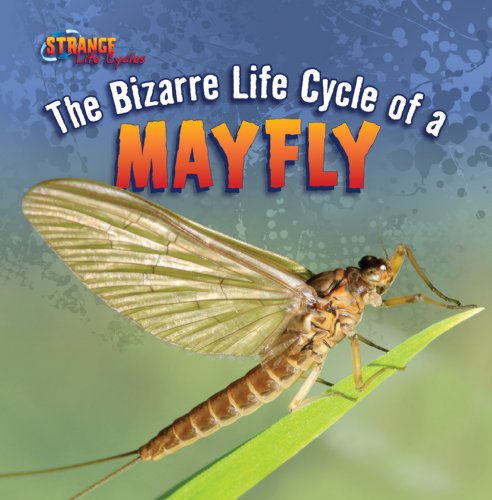 Cover for Greg Roza · The Bizarre Life Cycle of a Mayfly (Strange Life Cycles (Gareth Stevens)) (Hardcover Book) (2012)