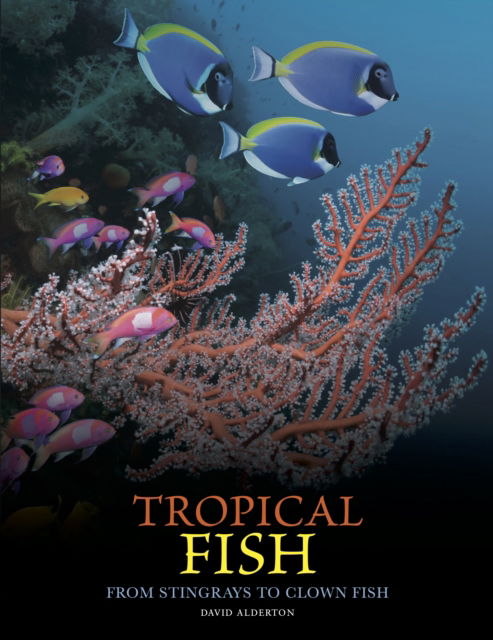Tropical Fish: From Stingrays to Clown Fish - Animals in Photographs - David Alderton - Books - Amber Books Ltd - 9781838865511 - May 14, 2025