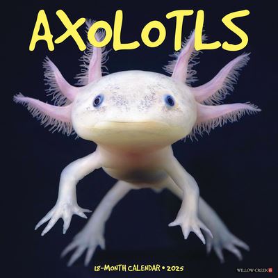 Axolotls 2025 12 X 12 Wall Calendar - Willow Creek Press - Merchandise - Willow Creek Press Calendars - 9781549241512 - September 10, 2024