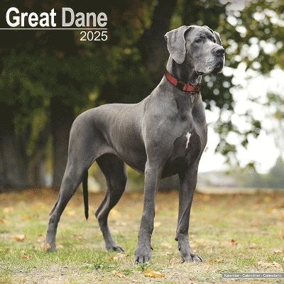Great Dane (Euro) Calendar 2025 Square Dog Breed Wall Calendar - 16 Month (Calendar) (2024)