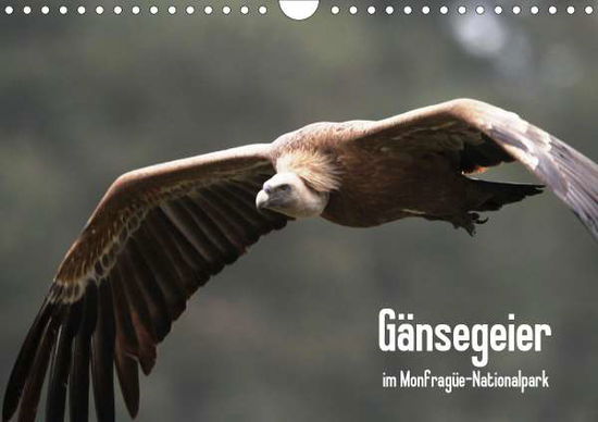 Cover for Schneeberger · Gänsegeier im Monfragüe-Na (Book)