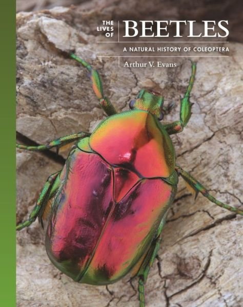 Cover for Arthur V. Evans · The Lives of Beetles: A Natural History of Coleoptera - The Lives of the Natural World (Hardcover Book) (2023)