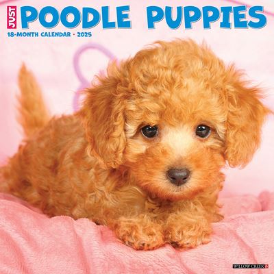 Willow Creek Press · Just Poodle Puppies 2025 12 X 12 Wall Calendar (Calendar) (2024)