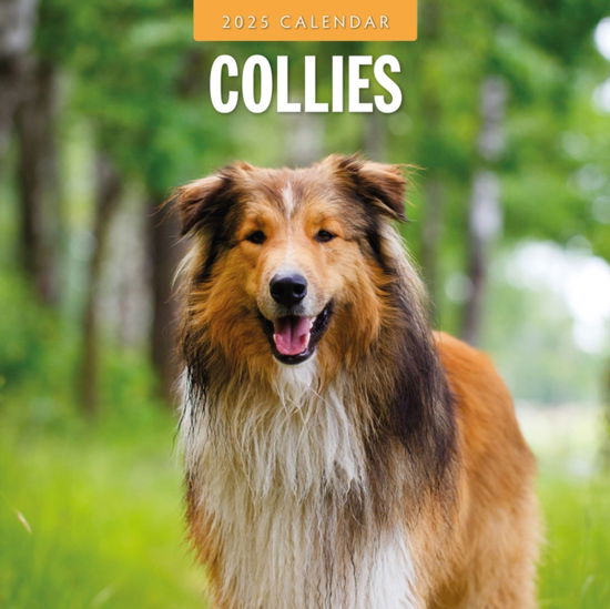 Cover for Red Robin · Collies 2025 Square Wall Calendar (Paperback Book) (2024)