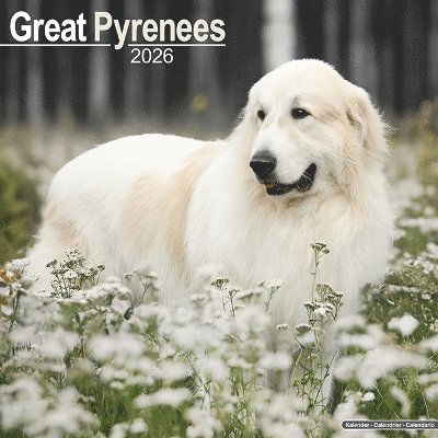 Cover for Great Pyrenees Calendar 2026  Square Dog Breed Wall Calendar - 16 Month (Calendar) (2025)