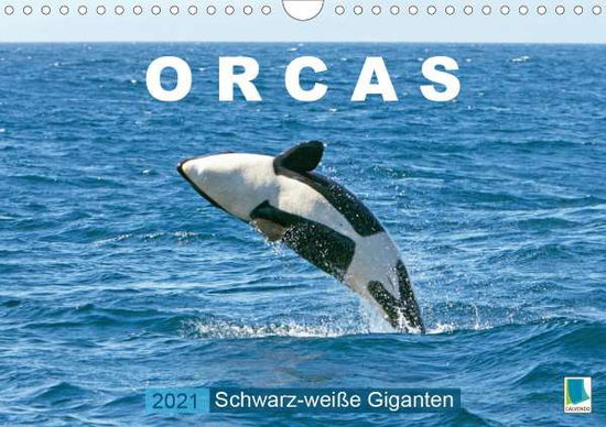 Schwarz-weiße Giganten (Wandkale - Orcas - Bücher -  - 9783672478513 - 