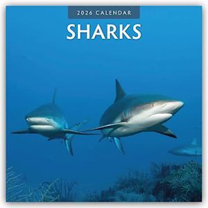 Cover for Red Robin · Sharks 2026 Square Wall Calendar (Paperback Book) (2025)