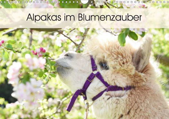 Cover for Rentschler · Alpakas im Blumenzauber (Wan (Book)