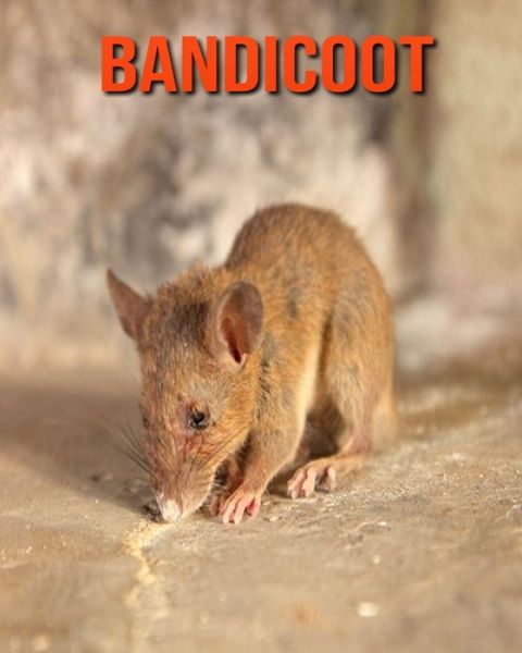 Cover for William Doyle · Bandicoot (Paperback Book) (2020)