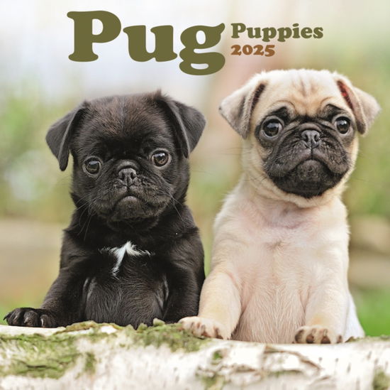 Cover for Avonside Publishing Ltd · Pug Puppies Square Mini Calendar 2025 (Paperback Book) (2024)