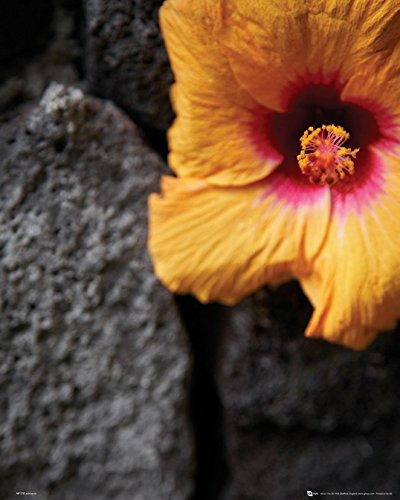 Flowers - Stone Wall (poster Mini 40x50 Cm) - Flowers - Mercancía - Gb Eye - 5028486272518 - 