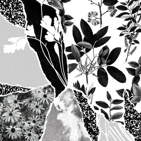 Cover for Ponctuation · Mon Herbier Du Monde Entier (LP) (2018)