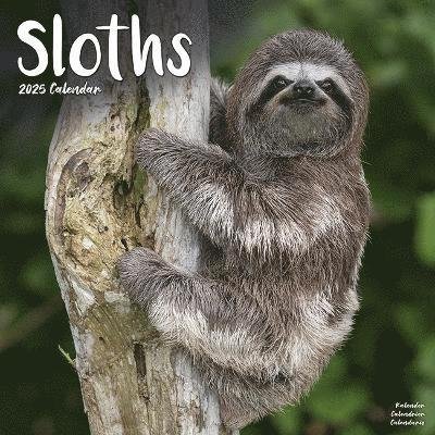 Cover for Sloths Calendar 2025 Square Animal Wall Calendar - 16 Month (Kalender) (2024)