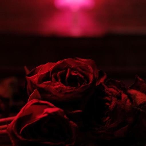 Roses - Paper Kites - Musik - SONY - 0194398294520 - 12. marts 2021