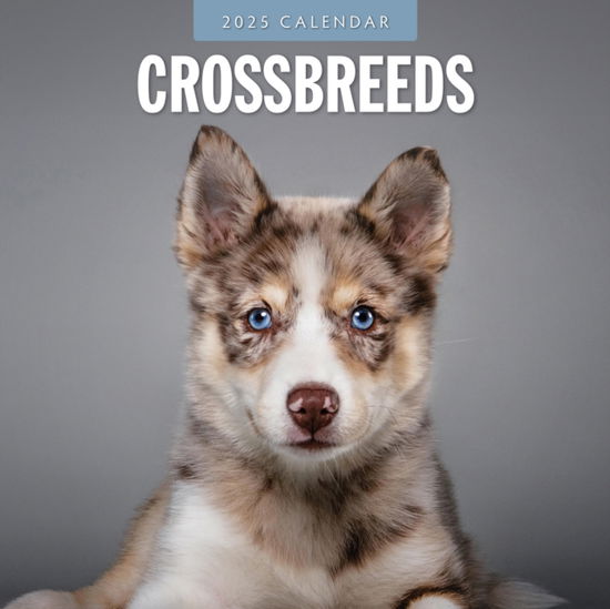 Cover for Red Robin · Crossbreeds 2025 Square Wall Calendar (Paperback Book) (2024)