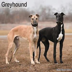 Cover for Greyhound Calendar 2026 Square Dog Breed Wall Calendar - 16 Month (Calendar) (2025)