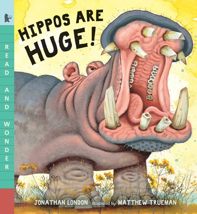 Cover for Jonathan London · Hippos Are Huge! (Pocketbok) (2017)