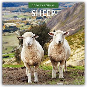 Cover for Red Robin · Sheep 2026 Square Wall Calendar (Paperback Book) (2025)