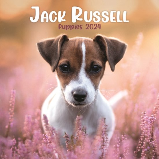 Jack Russell Puppies Mini Calendar 2024 (Kalender) (2023)