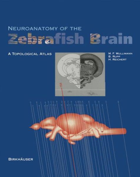Neuroanatomy of the Zebrafish Brain: A Topological Atlas - Mario F. Wulliman - Books - Birkhauser Verlag AG - 9783034898522 - May 13, 2019