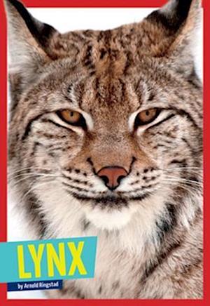 Lynx - Arnold Ringstad - Böcker - Amicus - 9781622432523 - 1 augusti 2015