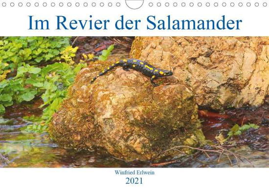 Cover for Erlwein · Im Revier der Salamander (Wandk (Book)