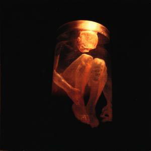 Cover for Alice in Chains · Nothing Safe (CD) [Best of edition] (1999)