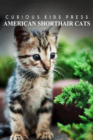 Cover for Curious Kids Press · American Shorthair Cat - Curious Kids Press: Kids Book About Animals and Wildlife, Children's Books 4-6 (Paperback Book) (2014)