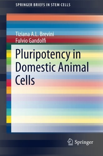 Cover for Tiziana A.l. Brevini · Pluripotency in Domestic Animal Cells - Springerbriefs in Stem Cells (Paperback Bog) (2013)
