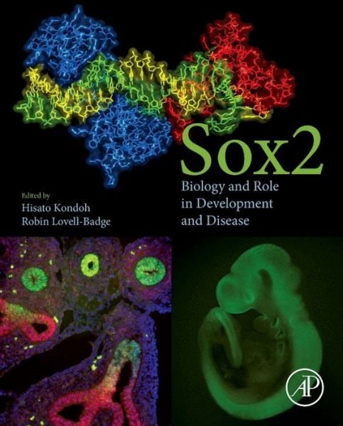 Cover for Hisato Kondoh · Sox2: Biology and Role in Development and Disease (Hardcover Book) (2015)