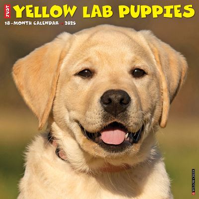 Willow Creek Press · Just Yellow Lab Puppies 2025 12 X 12 Wall Calendar (Kalender) (2024)