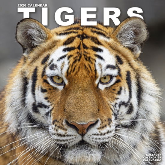 Cover for Tigers Calendar 2026  Square Wildlife Safari Big Cats Wall Calendar - 16 Month (Calendar) (2025)