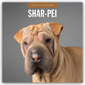 Cover for Red Robin · Shar-Pei 2026 Square Wall Calendar (Paperback Book) (2025)