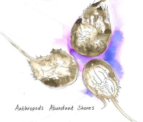 Cover for Anthropods · Abundant Shores (CD) (2024)